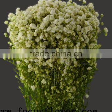 high quality export fresh cut flowers gypsophila Babybreath for wedding decoration from china