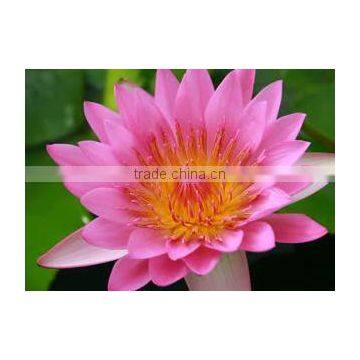 Nelumbo Nucifera Extract photo-4
