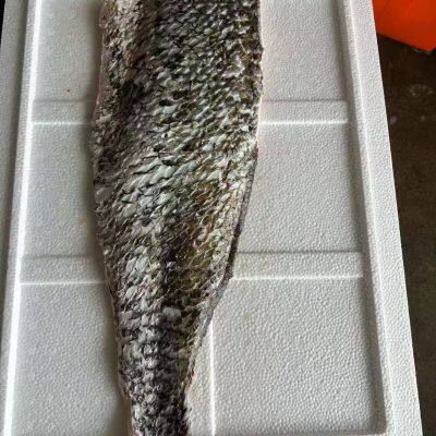 Brown Croaker photo-2