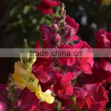 Quality hot selling fresh flowers beautiful snapdragon