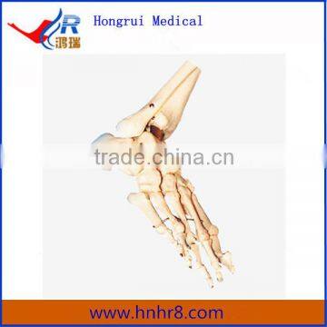 Hot Sale Model of Foot Bones Price