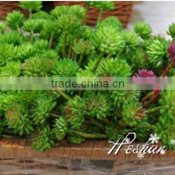 factory direct sale wholesale artificial succulent plastic plant with high simulation