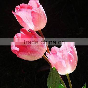 Wholesale 2016 High quality holland pink tulip cut flowers From Kunming,Yunnan