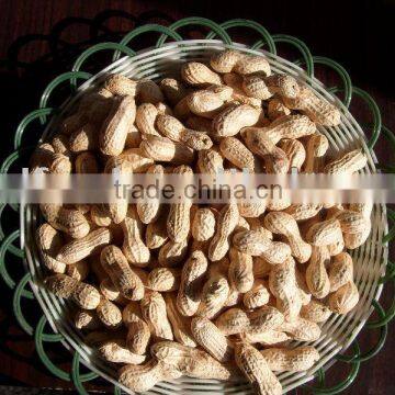 peanut in shell
