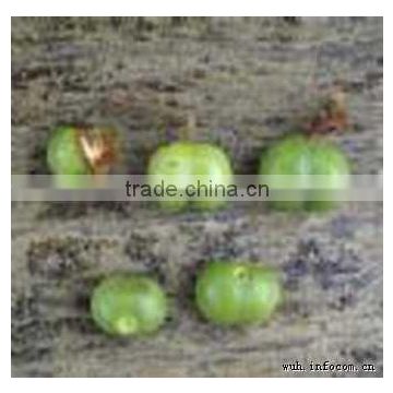 Pygeum Africanum Extract