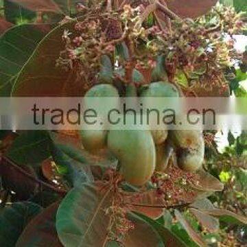 Cashew Nut photo-2