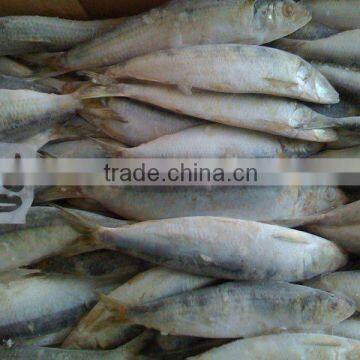 Sardine Frozen fish