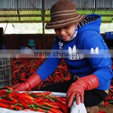 Dried red hot chilli