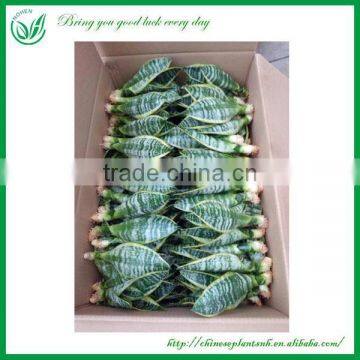 Ornamental Plants Sansevieria Sale photo-5