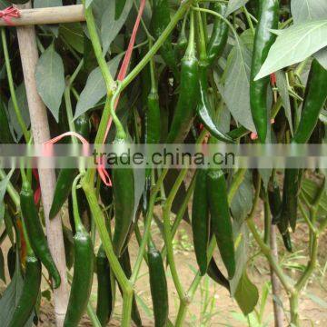 Freshing Eating Hot /Chilli Pepper Seed Fresh Hot No.1 photo-5