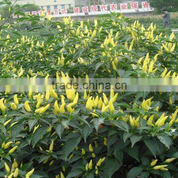 Upright Hot Pepper/Chilli/Cayenne Seed Bai Mi La No.2 photo-2