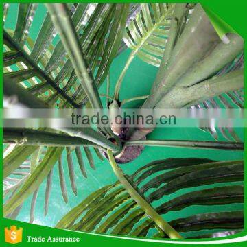 6 Feet 3 Trunk Artificial Cane Palm Silk Tree photo-4