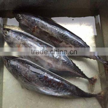 Frozen whole bonito frozen bonito tuna fish whole round