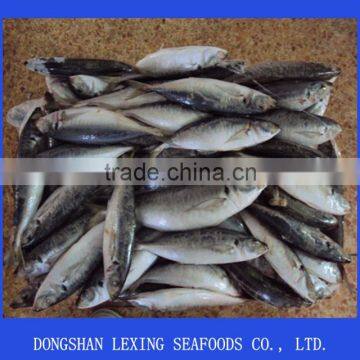 Frozen Horse Mackerel for Canning photo-2