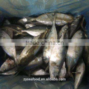 Sea Frozen Big Eye Scad Supplier photo-3
