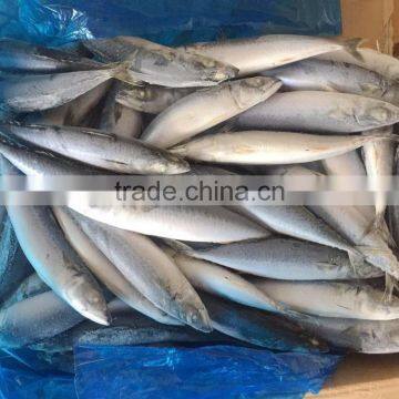 Scomber Japonicus Grade A Frozen Pacific Mackerel photo-2