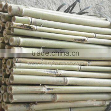 Raw material nature color Tonkin bamboo poles/Tsinglee bamboo