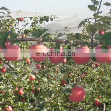 Hail protection net for cherry grapes tomato, new pe plastic anti hail netting uv resistance,orchard cover mesh hail guard net