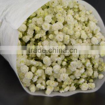 Excellent quality Best-Selling white gypsophila for wedding decoration