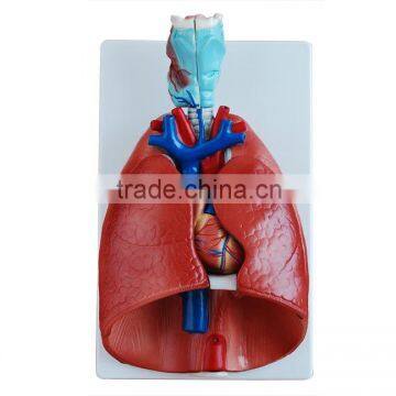 Larynx, and Lung Model