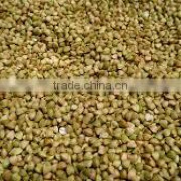 ROATED BUCKWHEAT/DRIED BUCKWHEAT/RAW BUCKWHEAT WITH HIGH QUALITY for sale