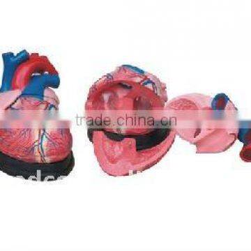 Jumbo Heart Model
