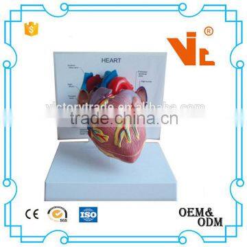 V-AM019 Natual Size Plastic Human Heart Anatomical Model For School Teaching