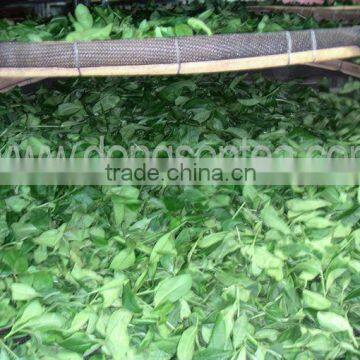 Viet Nam High Mountain Jin Xuan Oolong Tea photo-4