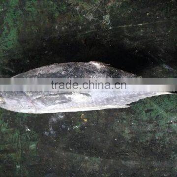 2016 newly coming fish 750g+ Frozen Whole Round Tuna