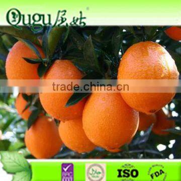 2014 SWEET NAVEL ORANGE