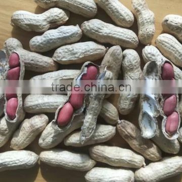 red skin peanuts in shell 50/60 40/50 , EU standard