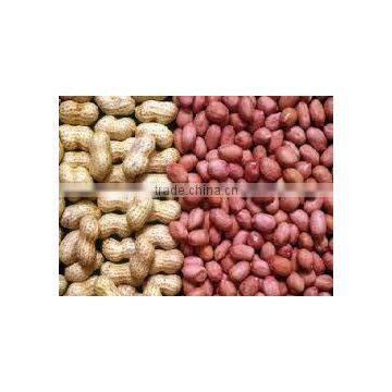 Peanut With Shell photo-6