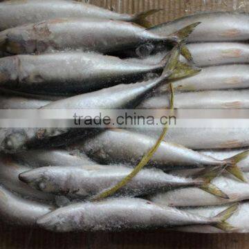 BQF Frozen mackerel Scomber Japonicus whole round