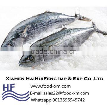 Xiamen Haihuifeng Scomberomorus niphonius