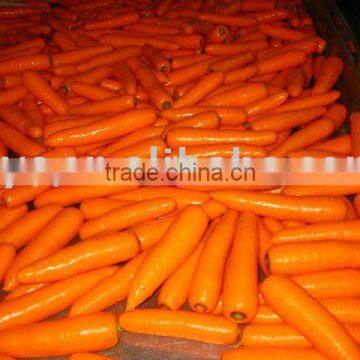 Chinese Fresh Carrot