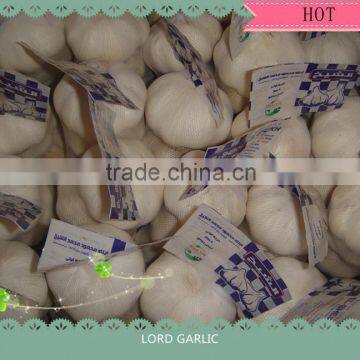 FRESH GARLIC CROP 2015