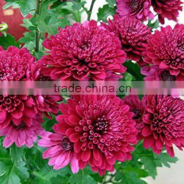 Chrysanthemum flower