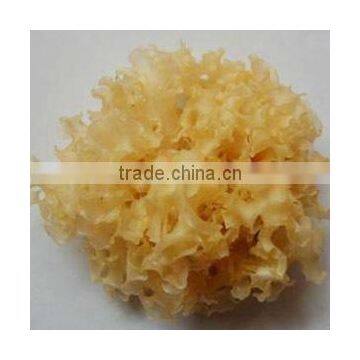 Dried yellow color Tremella