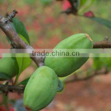 papaya tree seedling