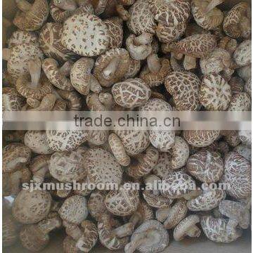 New promotion flower mushroom