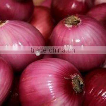 World Best Selling Wholesale Red Onion Importers