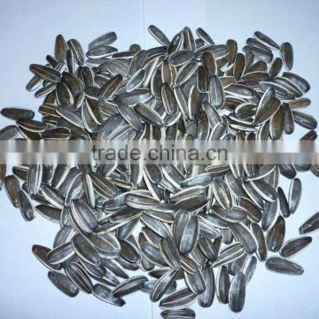 high quality sunflower seeds in shell 5009,5135, 20/64,22/64,24/64