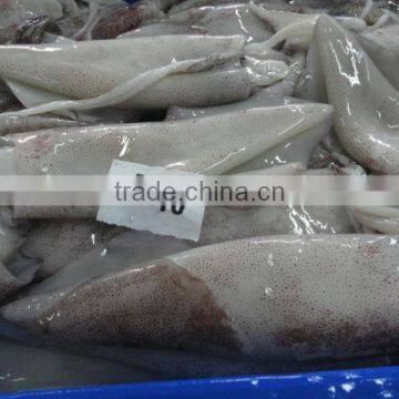 Squid Loligo photo-4