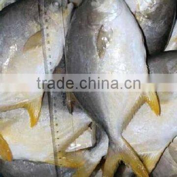 Frozen Golden Pomfret Fish photo-5