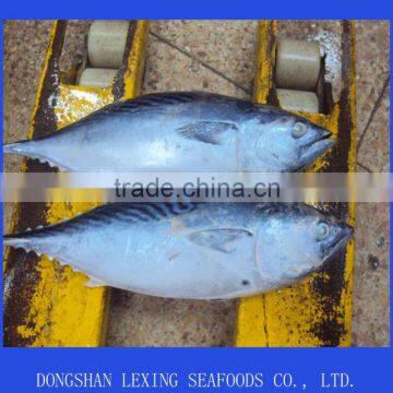 frozen whole round bonito fish