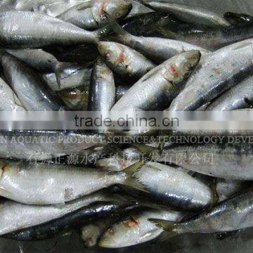 Frozen Sardine Sardinops photo-2