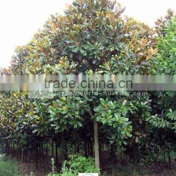 Magnolia grandiflora decidous trees