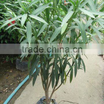 Nerium Oleander Shrub Trees photo-2
