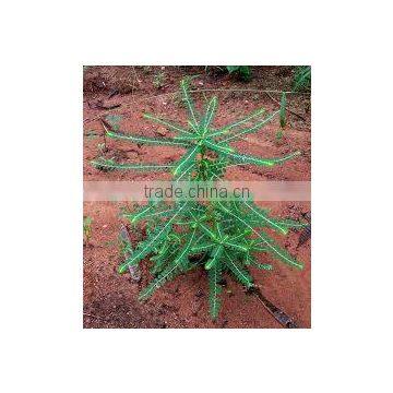 Phyllanthus Amarus photo-2