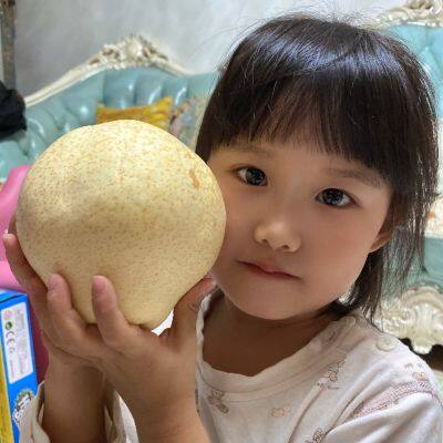 Singo Pear,Fengshui Pear,Ya Pear,Fresh Pear,Fuji Apple photo-2